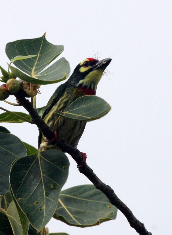 BIRD - BARBET - COPPERSMITH BARBET - KOH LANTA PROPERTY THAILAND (10).JPG