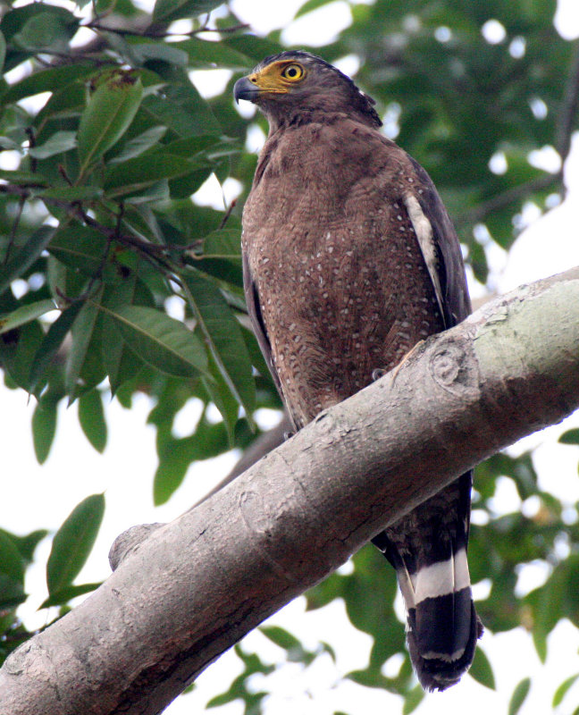 BIRD - EAGLE - CRESTED SERPENT EAGLE - HUAI KHA KHAENG THAILAND (11).JPG