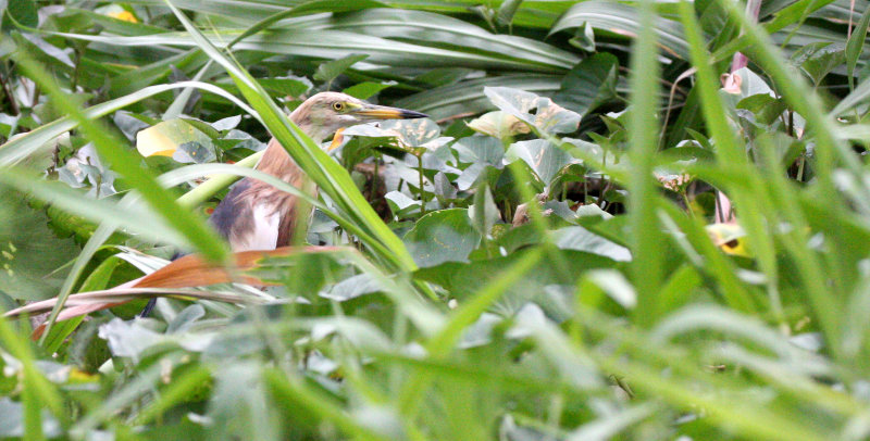 BIRD - HERON - JAVAN POND HERON - ARDEOLA SPECIOSA - BANGKOK THONBURI CANALS (9).JPG