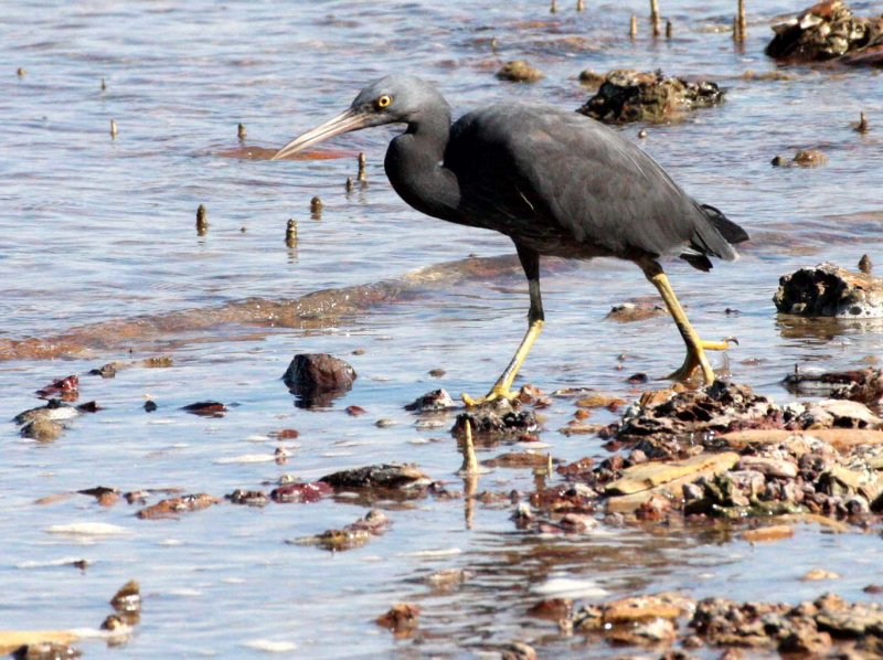 BIRD - HERON - PACIFIC REEF HERON - KOH LANTA  (15).JPG