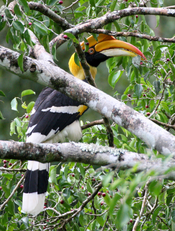 BIRD - HORNBILL - GREAT HORNBILL -  KAENG KRACHAN NP THAILAND (19).JPG