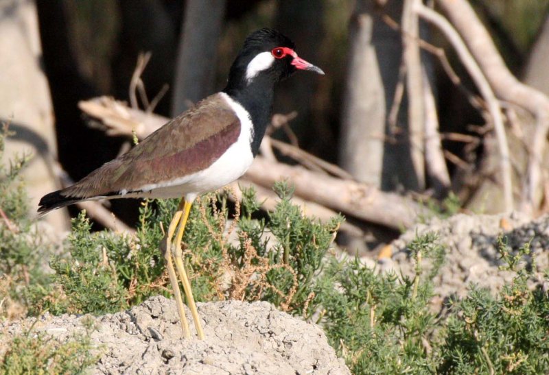 BIRD - LAPWING - RED-WATTLED LAPWING - KHAO SAM ROI YOT THAILAND (8).JPG