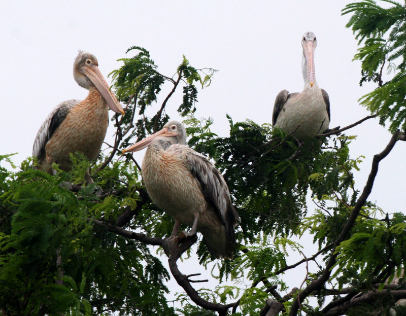 BIRD - PELICAN - SPOT-BILLED PELICAN - PELICANUS PHILIPPENSIS - BUENG BORAPHET THAILAND (6).JPG