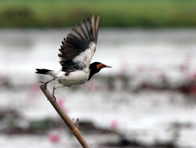 BIRD - STARLING - ASIAN PIED STARLING - STURNUS CONTRA - BUENG BORAPHET THAILAND.JPG