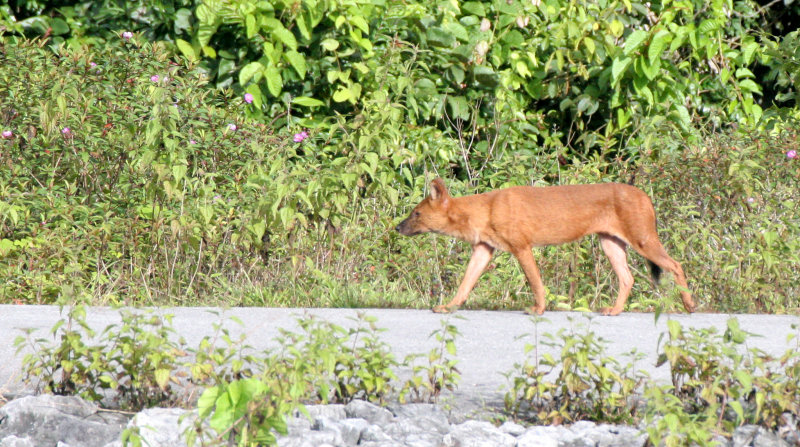 CANID - DHOLE - CUON ALPINUS - KHAO YAI NATIONAL PARK THAILAND (59).JPG