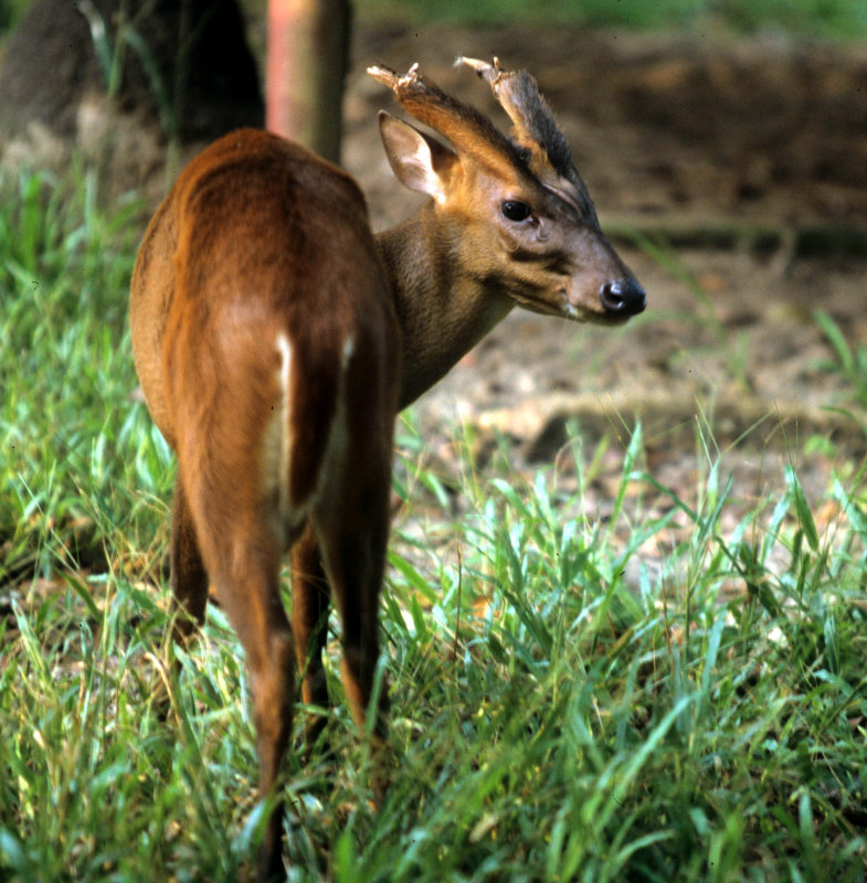 CERVID - DEER - BARKING DEER - NAKHON.jpg