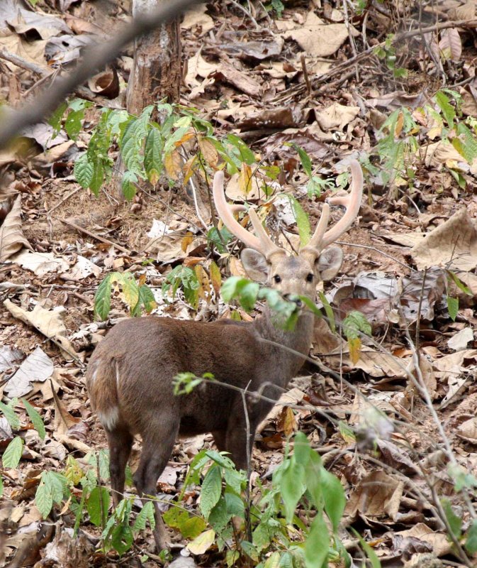 CERVID - DEER - HOG DEER - AXIS PORCINUS - CHIANG MAI WAT UMON WILDLIFE AREA (30).JPG