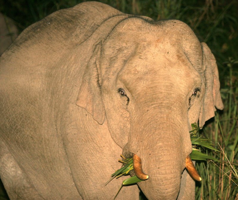 ELEPHANT - ASIAN ELEPHANT - KHAO YAI NP - 2004 (13).jpg