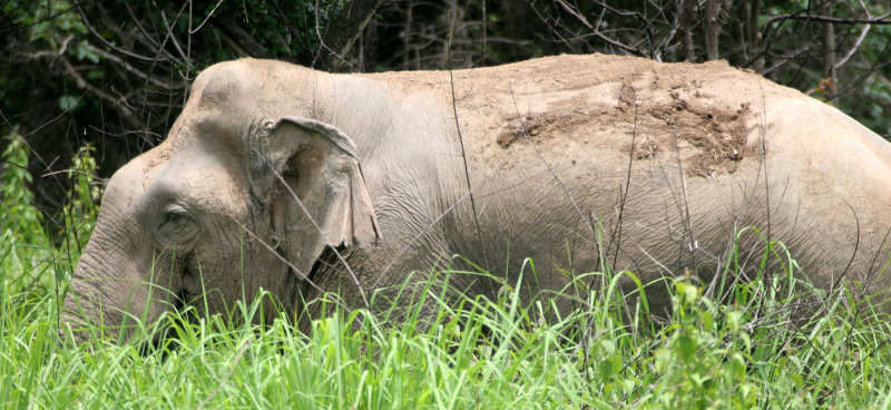 ELEPHANT - ASIAN ELEPHANT - NAM NAO NP - 2004 (15).jpg