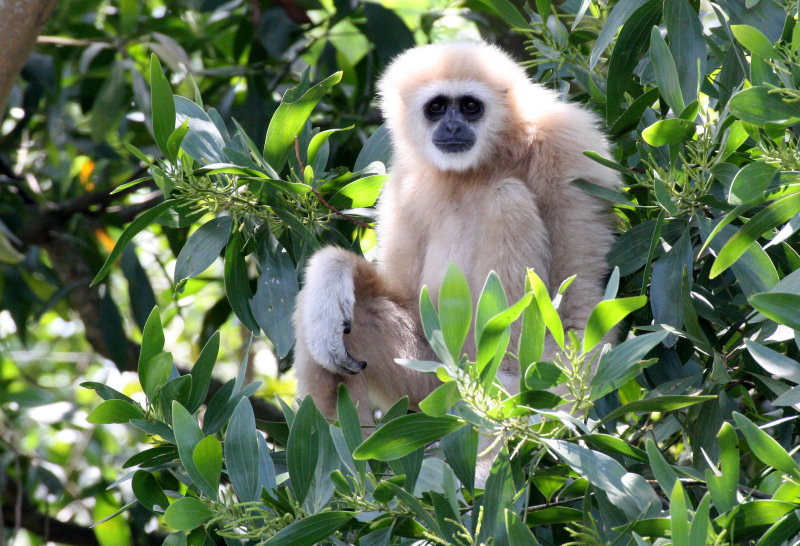 PRIMATE - GIBBON - WHITE-HANDED GIBBON - NST THAILAND (4).JPG