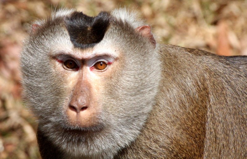 PRIMATE - MACAQUE - PIGTAILED MACAQUE - NORTHERN PIGTAILED MACAQUE - KHAO YAI THAILAND (25).JPG