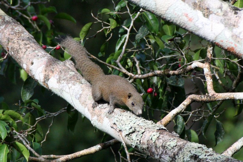 RODENT - SQUIRREL - GREY-BELLIED SQUIRREL - KAENG KRACHAN NP THAILAND (2).JPG