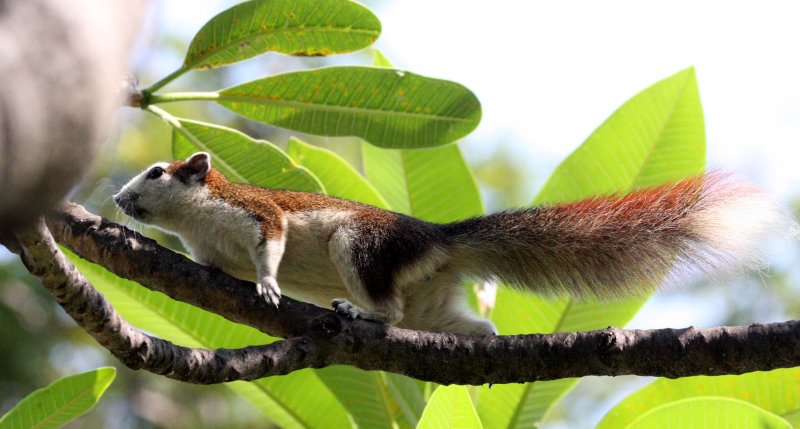 RODENT - SQUIRREL - VARIABLE SQUIRREL - CALLOSCIURUS FINLAYSONII BOCOURTI - LUMPINI PARK BANGKOK THAILAND (2).JPG