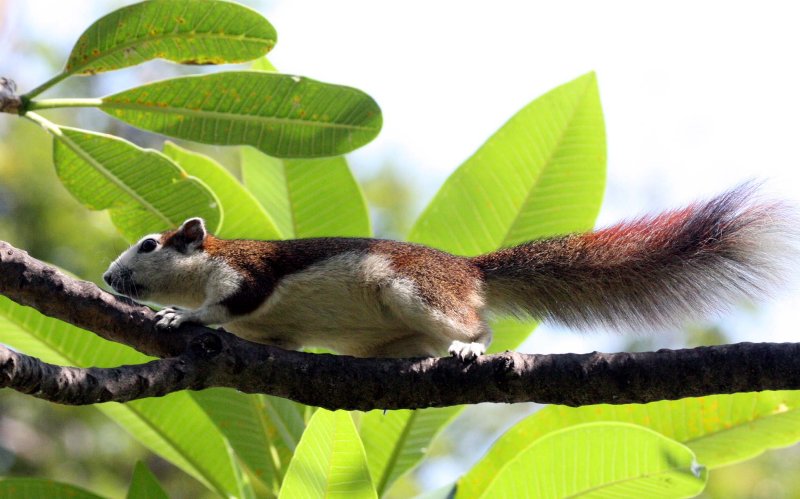 RODENT - SQUIRREL - VARIABLE SQUIRREL - CALLOSCIURUS FINLAYSONII BOCOURTI - LUMPINI PARK BANGKOK THAILAND (25).JPG