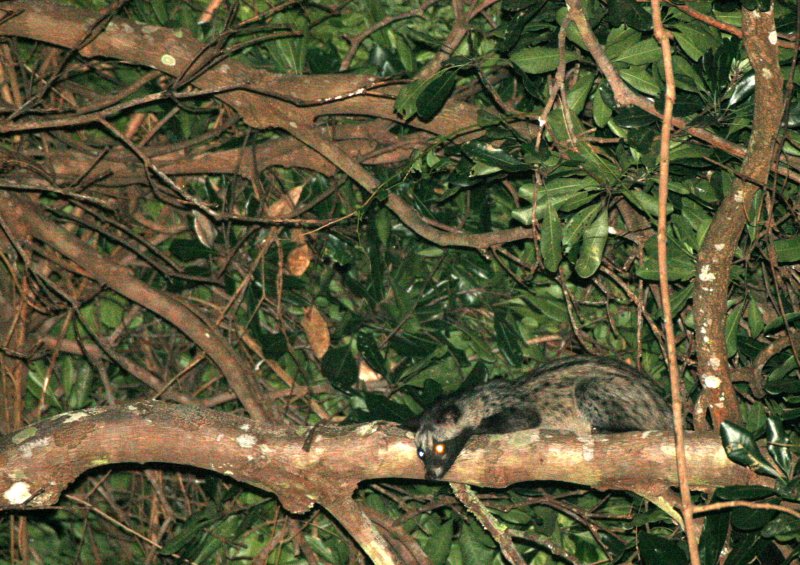 VIVERRID - CIVET -  COMMON PALM CIVET - PARADOXUS HERMAPHRODITUS - PANG SIDA NATIONAL PARK THAILAND.JPG