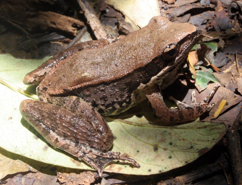 AMPHIBIAN - FROG - SPECIES B - KHAO YAI NATIONAL PARK THAILAND (10).JPG