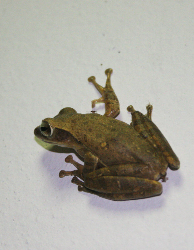 AMPHIBIAN - FROG - SPECIES B - PANG SIDA NATIONAL PARK THAILAND (7).JPG