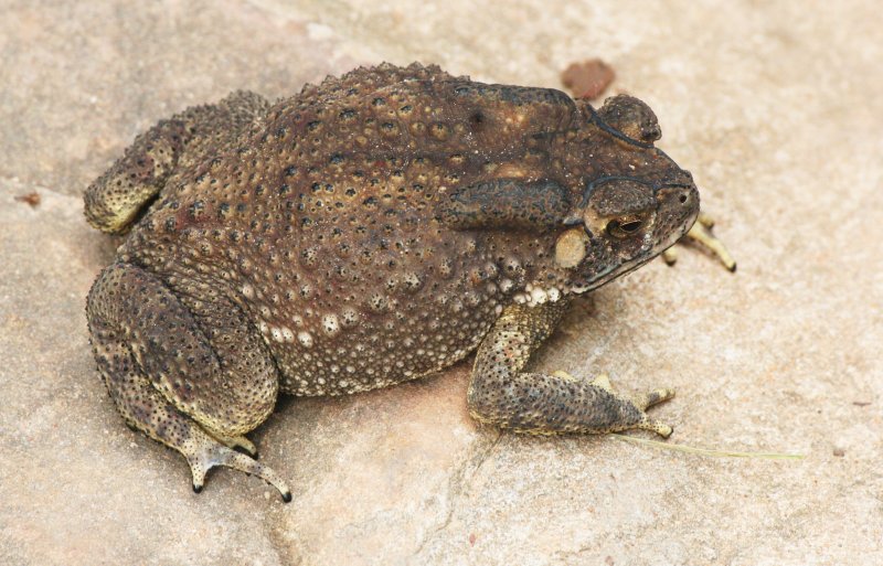 AMPHIBIAN - TOAD - SPECIES B - PANG SIDA NATIONAL PARK THAILAND (4).JPG