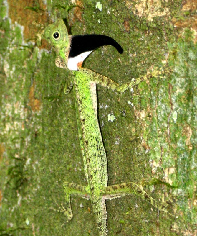 REPTILE - LIZARD - BLACK-BEARDED GLIDING LIZARD - DRACO MELANOPOGON - KRUNG CHIN NP THAILAND (9).jpg