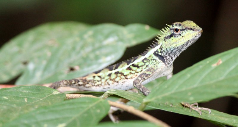 REPTILE - LIZARD - FOREST CRESTED LIZARD - KOH LANTA THAILAND (4).JPG