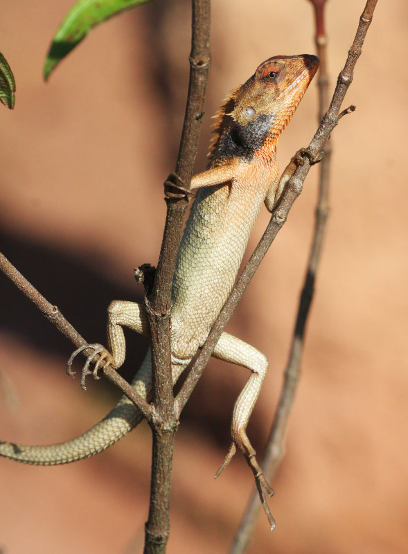 REPTILE - LIZARD - GARDEN FENCE LIZARD - CALOTES VERSICOLOR - KRUNG CHIN THALE MOG VIEW POINT THAILAND (13).JPG