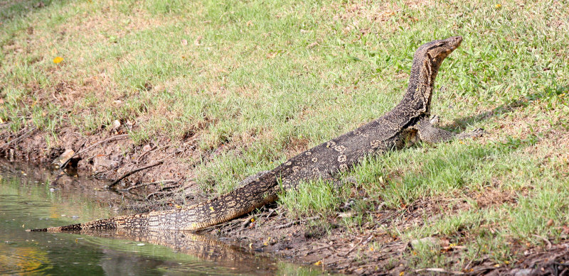 REPTILE - LIZARD - WATER MONITOR LIZARD - LUMPHINI PARK BANGKOK (20).JPG