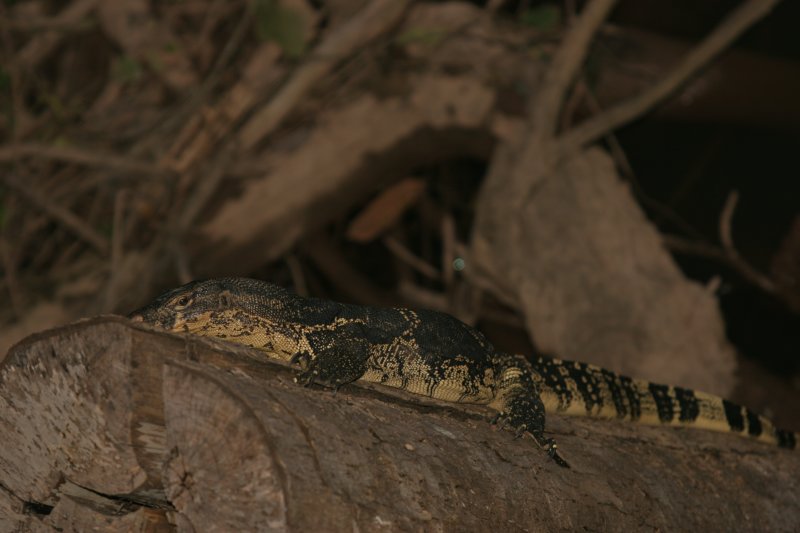 REPTILE - MONITOR LIZARD - WATER MONITOR - KHAO YAI NP THAILAND (5).jpg