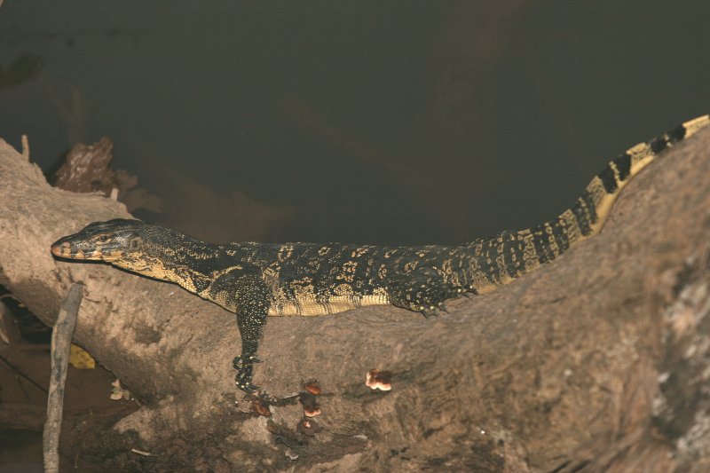 REPTILE - MONITOR LIZARD - WATER MONITOR- KHAO YAI NP 2004 (5).jpg