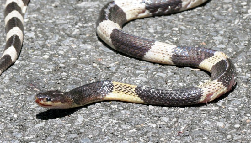 REPTILE - SNAKE -  MALAYAN OR BLUE KRAIT - BUNGARUS CANDITUS - KHAO YAI NATIONAL PARK THAILAND (6).JPG