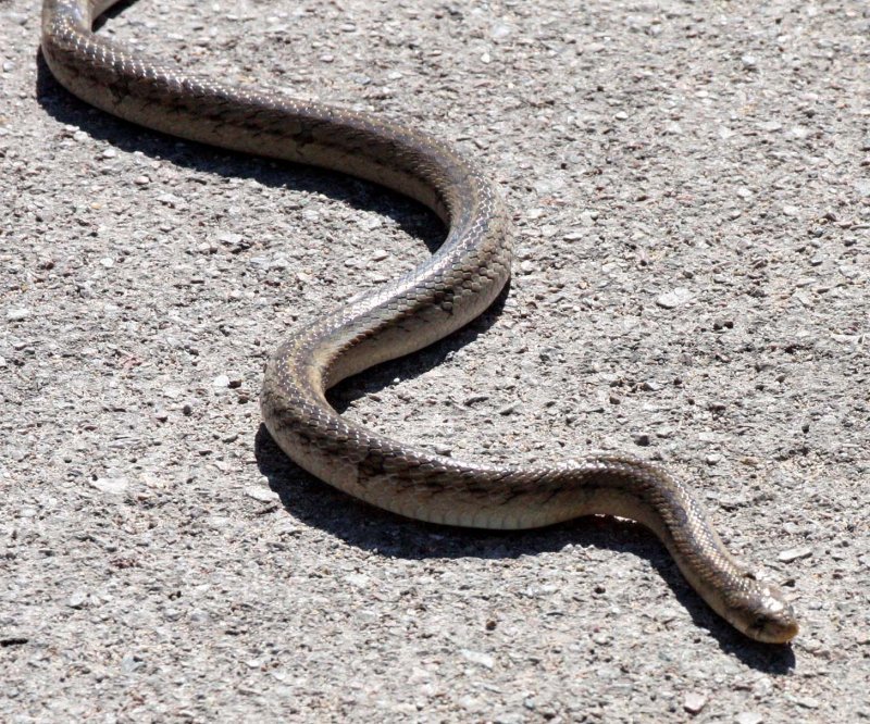 REPTILE - SNAKE - Asiatic Rat Snake- LAMPANG THAILAND (3).JPG