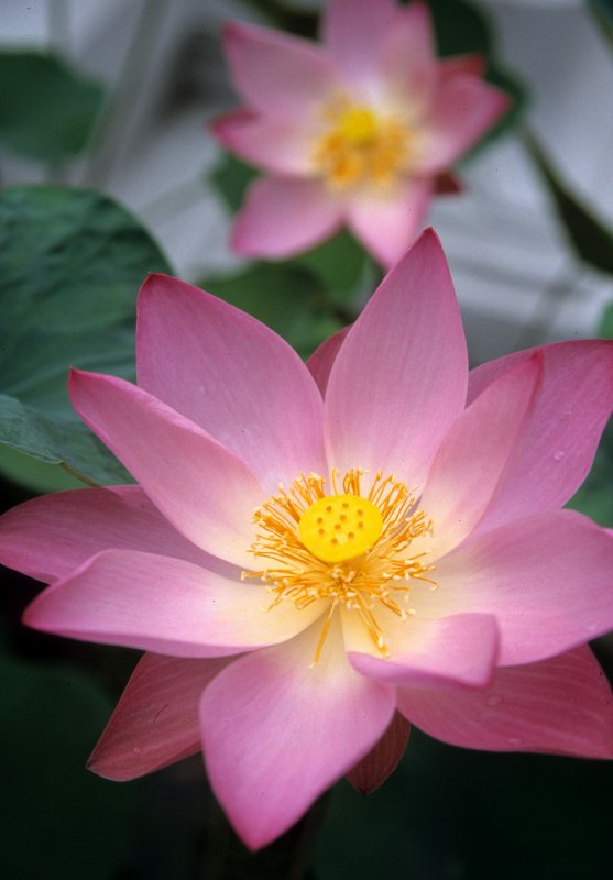 CHIANG MAI - LOTUS SPECIES.jpg