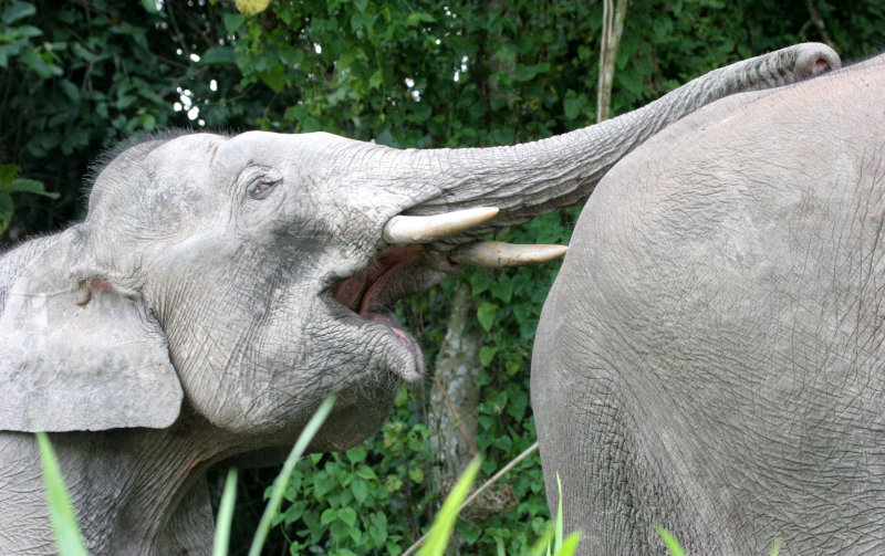 ELEPHANT - BORNEAN PYGMY ELEPHANT - KINABATANGAN RIVER BORNEO.JPG