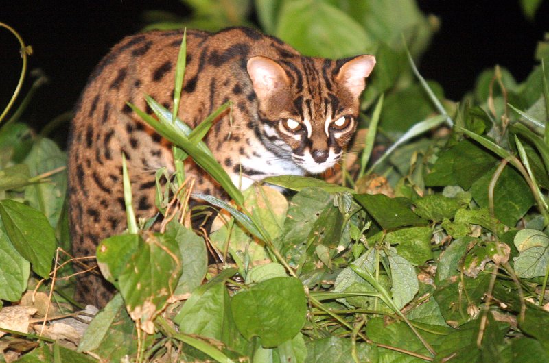 FELID - LEOPARD CAT - FELIS BENGALENSIS - TABIN WILDLIFE RESERVE BORNEO (6).JPG