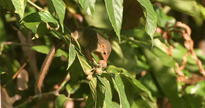 INSECTIVORE - TREESHREW - LESSER TREESHREW - TUPAIA MINOR - TABIN WILDLIFE RESERVE BORNEO (10).JPG