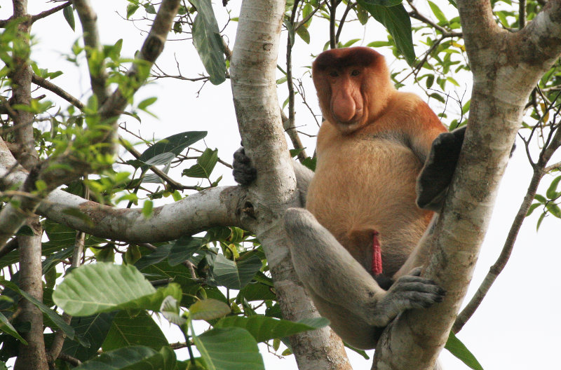 PRIMATE - MONKEY - PROBOSCIS MONKEY - KINABATANGAN RIVER BORNEO (24).JPG