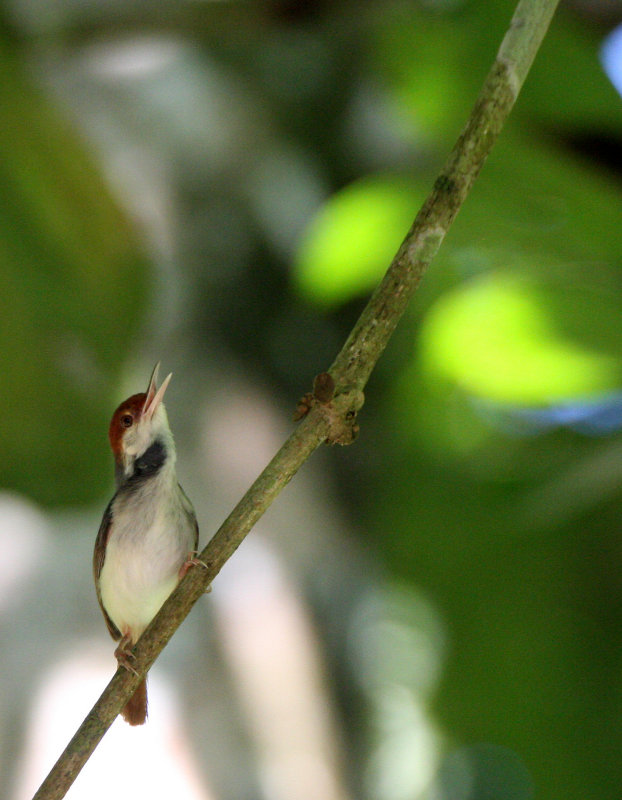 BIRD - TAILORBIRD - ASHY TAILORBIRD - SEPILOK BORNEO (6).JPG
