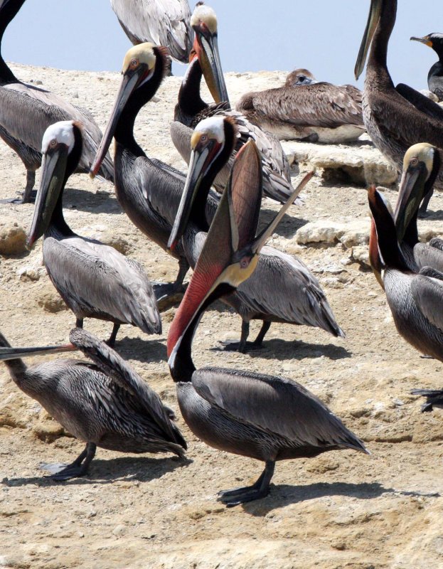 BIRD - PELICAN - BROWN PELICAN - SAN IGNACIO LAGOON BAJA MEXICO (12).JPG