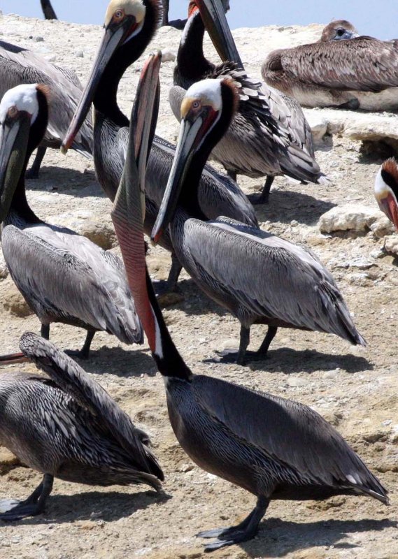 BIRD - PELICAN - BROWN PELICAN - SAN IGNACIO LAGOON BAJA MEXICO (14).JPG