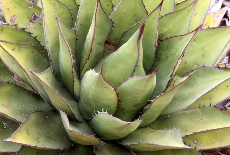 AGAVACEAE - AGAVE DESERTI - DESERT AGAVE OR MESCAL - DESIERTO BAHIA DE LOS ANGELES BAJA MEXICO (2).JPG