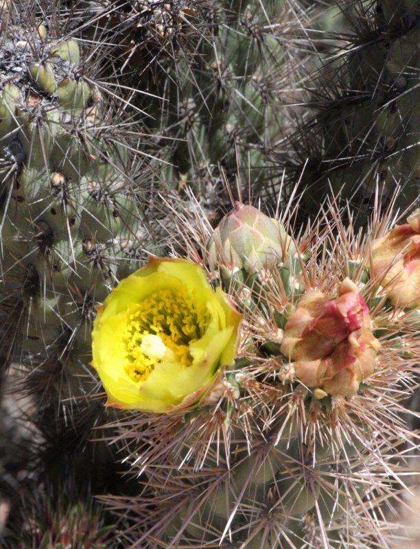 CACTACEAE - OPUNTIA INVICTA - CHOLLA - CASA RATA CACTUS - CATAVINA DESERT BAJA MEXICO.JPG