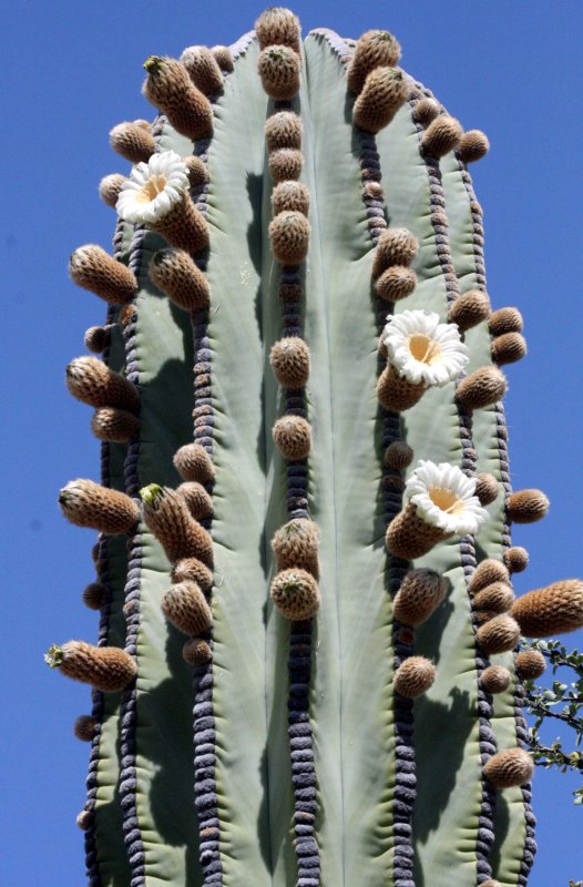 CACTACEAE - PACHYCEREUS PRINGLEI - CARDON IN BLOOM - CATAVINA DESERT - BAJA MEXICO (2).JPG