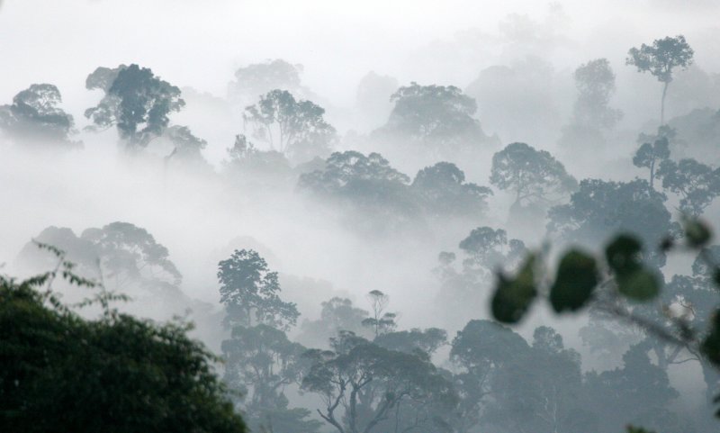 DANUM VALLEY BORNEO - SUNRISE OVER THE DANUM (44).JPG