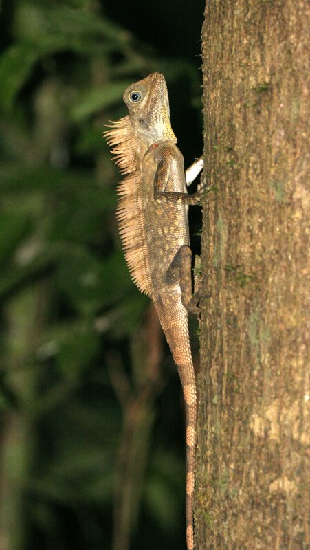 REPTILE - LIZARD - COMBED ARBOREAL LIZARD - GONOCEPHALUS BORNENSIS - DANUM VALLEY BORNEO.JPG