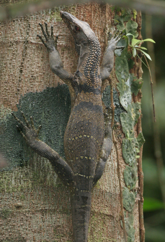 REPTILE - LIZARD - ROUGH-NECKED MONITOR LIZARD - VARANUS RUDICOLLIS - DANUM VALLEY BORNEO.JPG