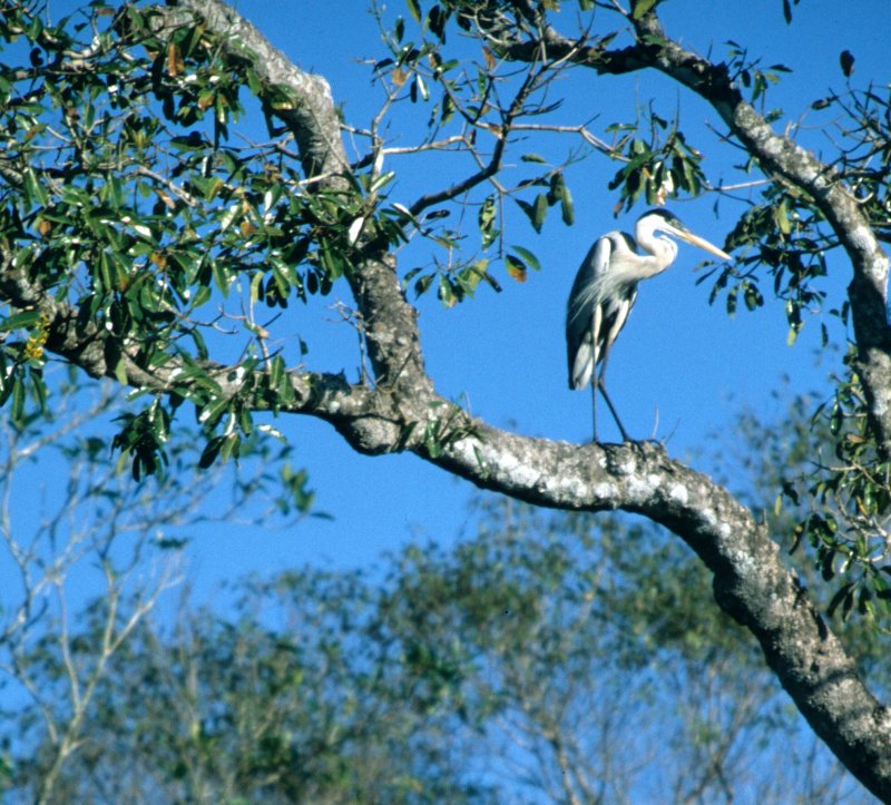 BIRD - HERON - WHITE NECKED - PANTANAL A.jpg