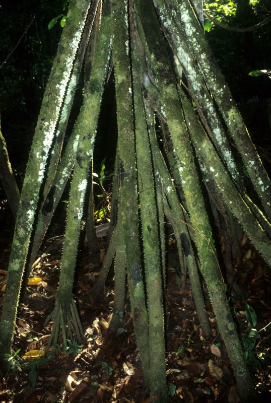 ECUADOR - AMAZONA  - WALKING TREE ADVENTICIOUS ROOTS.jpg