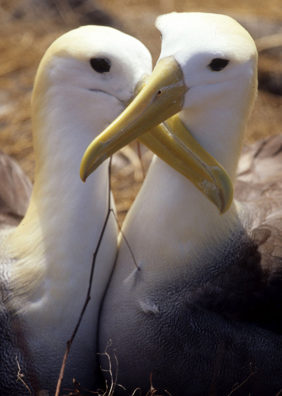 BIRD - ALBATROSS - WAVED R.jpg