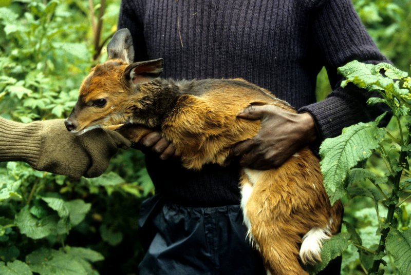 BOVID - BUSHBUCK - RWANDA - PARC VULCANS (3).jpg