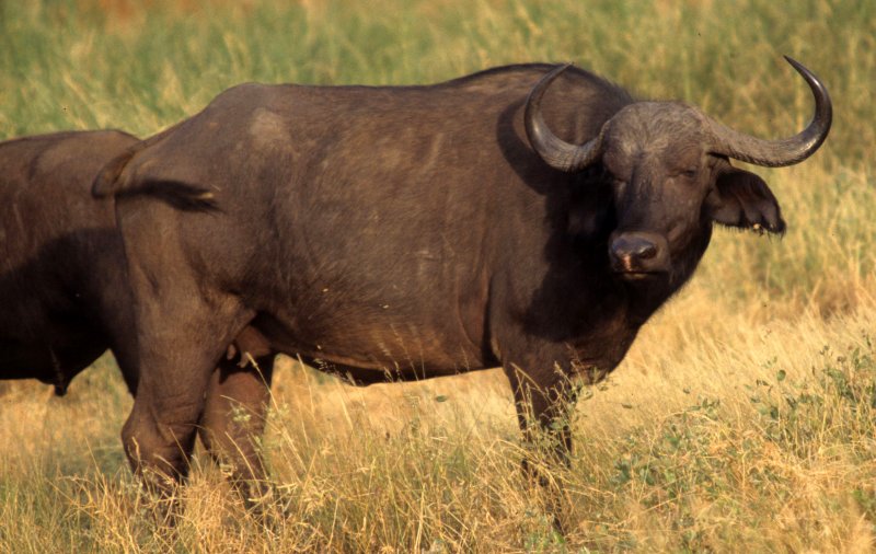 BOVID - CAPE BUFFALO-UGANDA (15).jpg