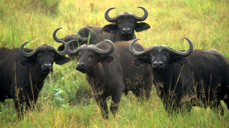 BOVID - CAPE BUFFALO-UGANDA (6).jpg